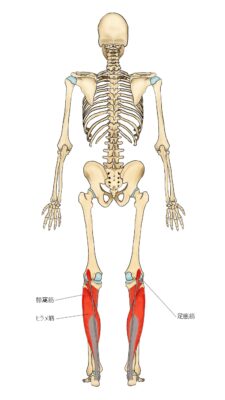 ヒラメ筋などかかと落としで鍛える筋肉