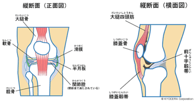 半月板損傷　軟骨損傷　膝痛　礒谷式力学療法　西荻窪整体
