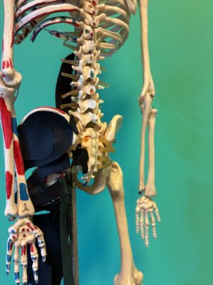 脚の筋肉の左右差