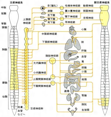 自律神経の交感神経と副交感神経