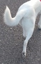 しっぽと骨盤の動き