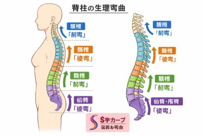 脊柱の生理彎曲
